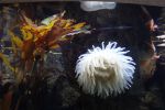 PICTURES/Oregon Coast Aquarium - Newport/t_StarFish8.JPG